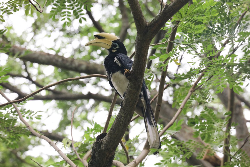 Oriental Pied Hornbill