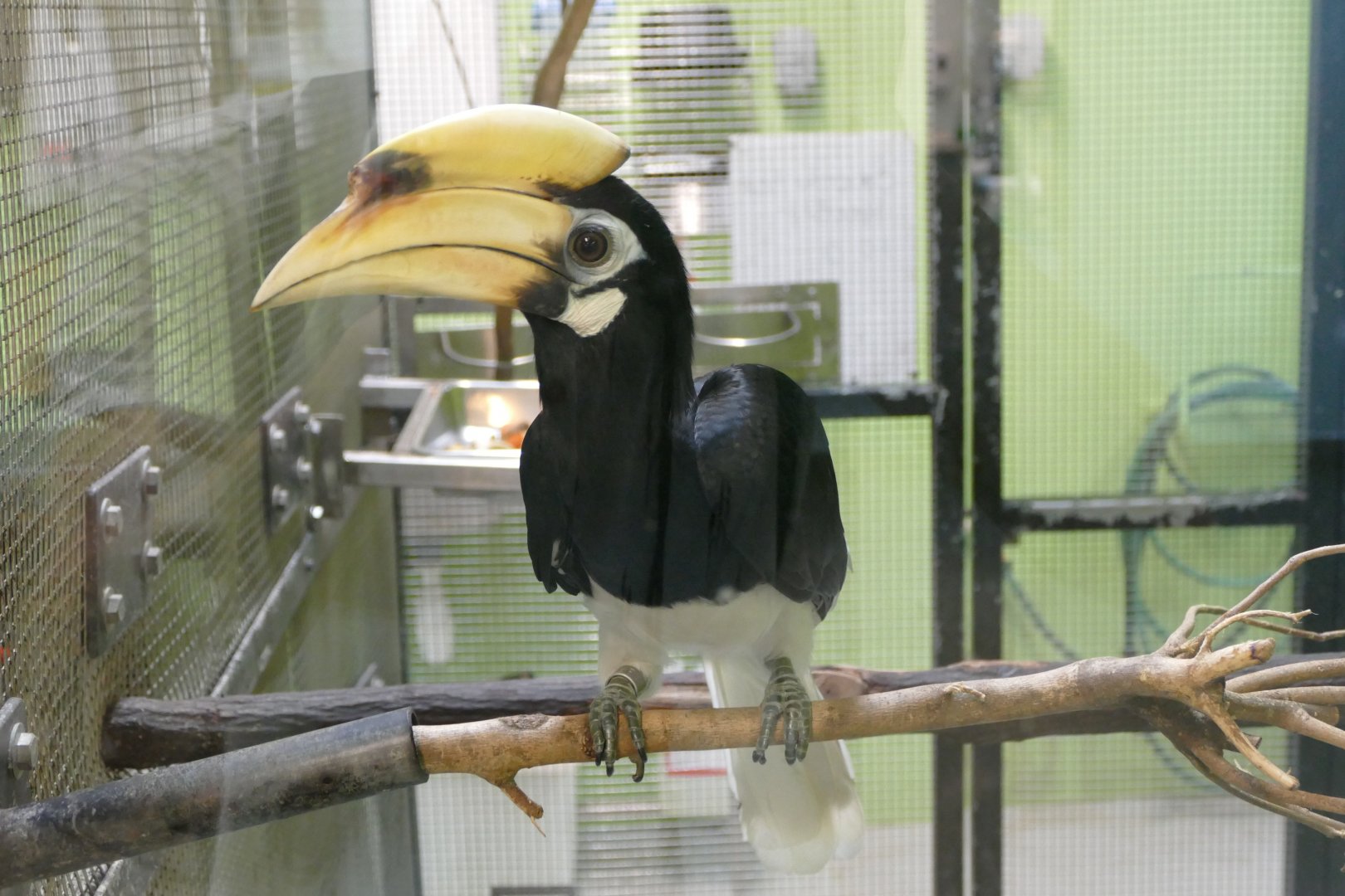 Oriental Pied Hornbill