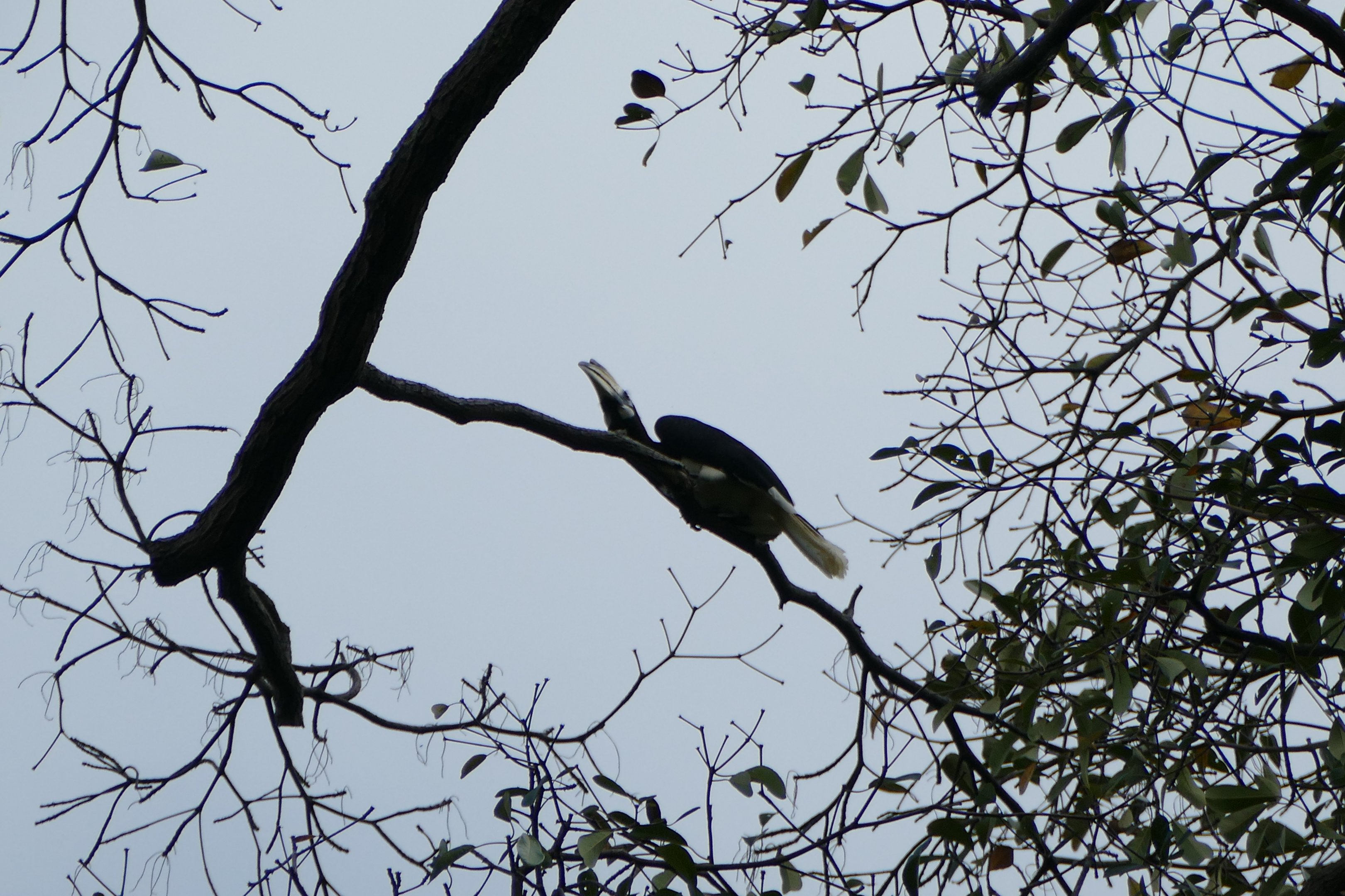 Oriental Pied Hornbill