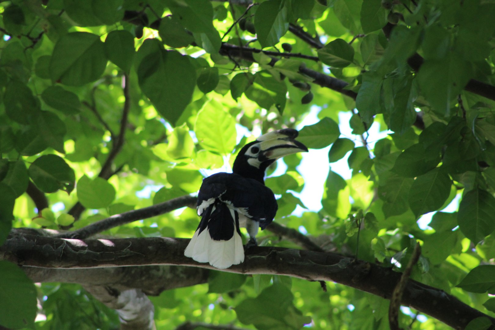 Oriental Pied Hornbill