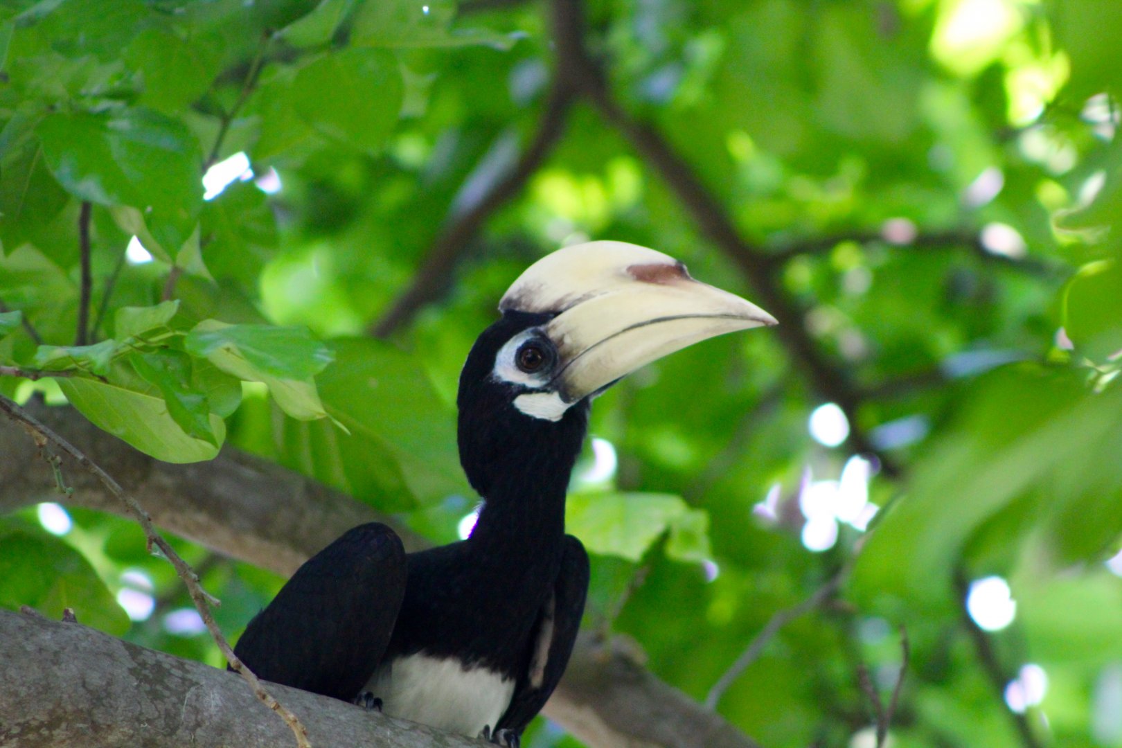 Oriental Pied Hornbill
