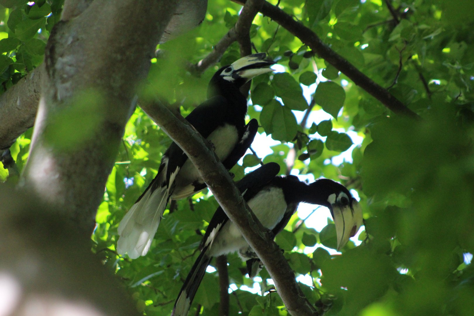 Oriental Pied Hornbill