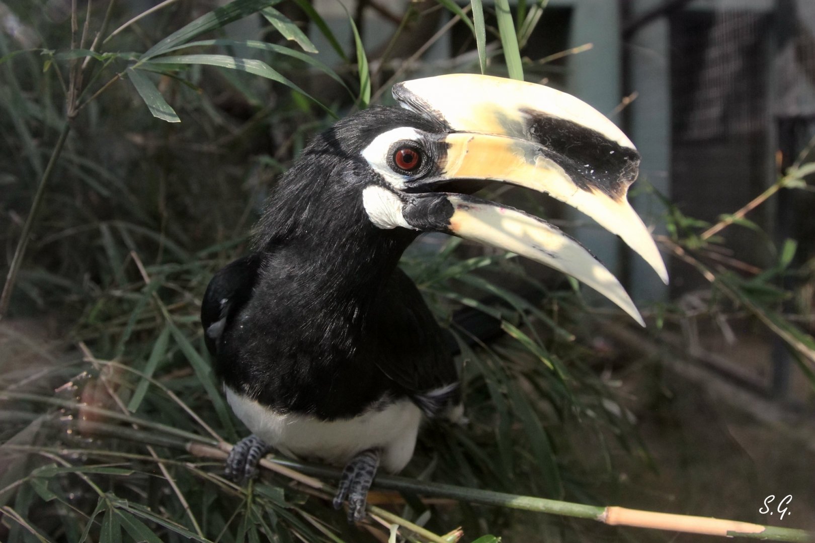 Oriental pied hornbill
