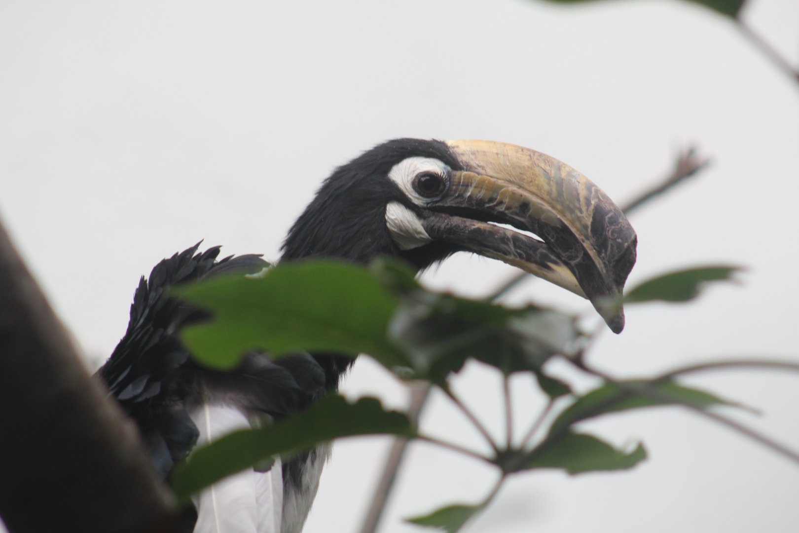 Oriental Pied Hornbill