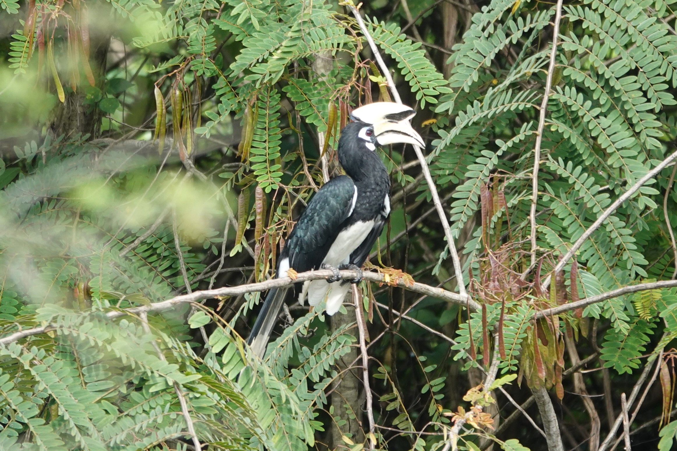 Oriental Pied-Hornbill