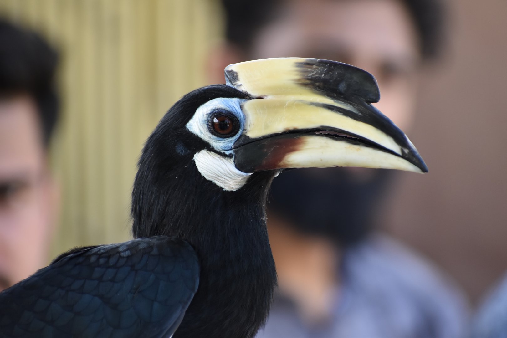 Oriental Pied Hornbill