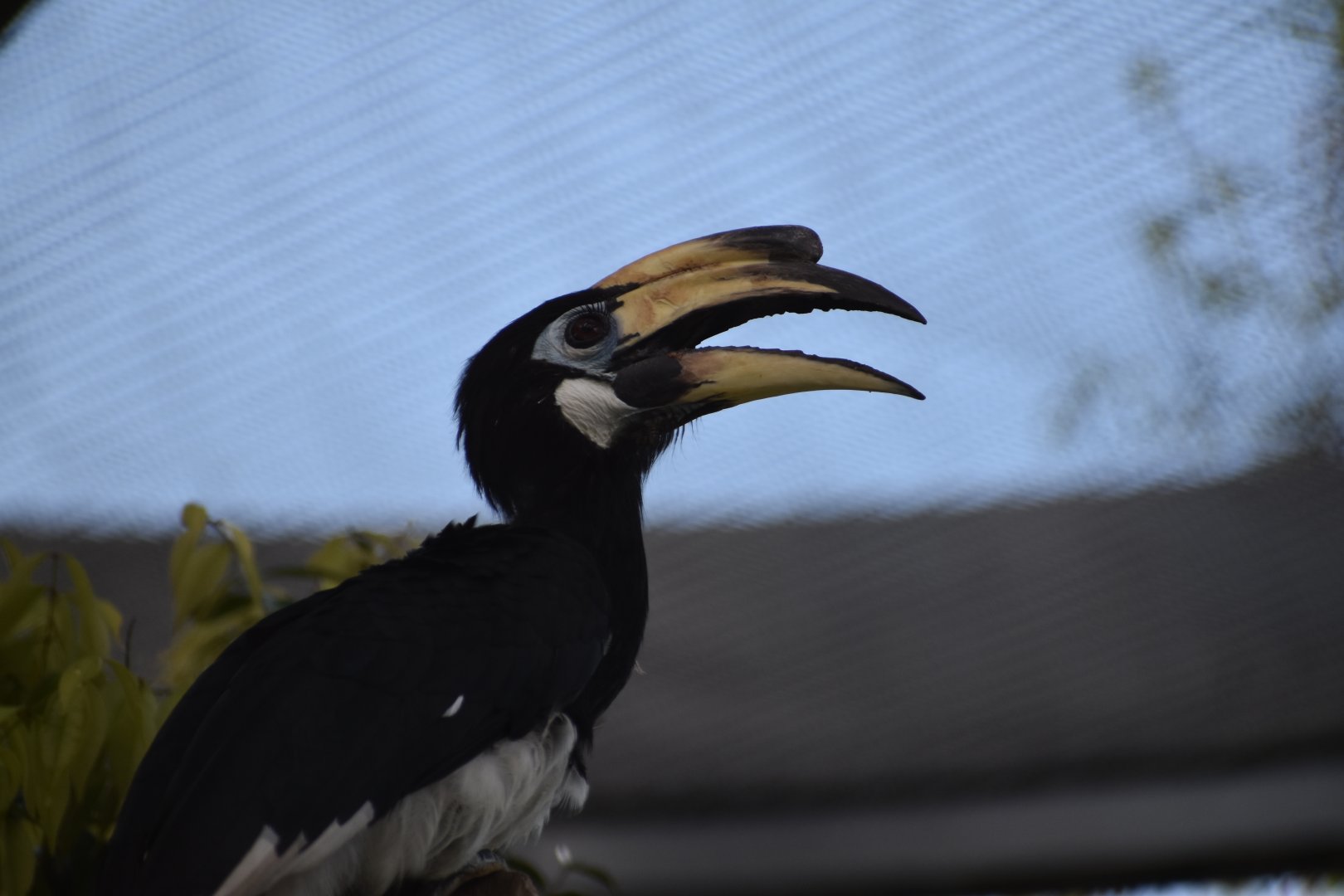 Oriental Pied Hornbill