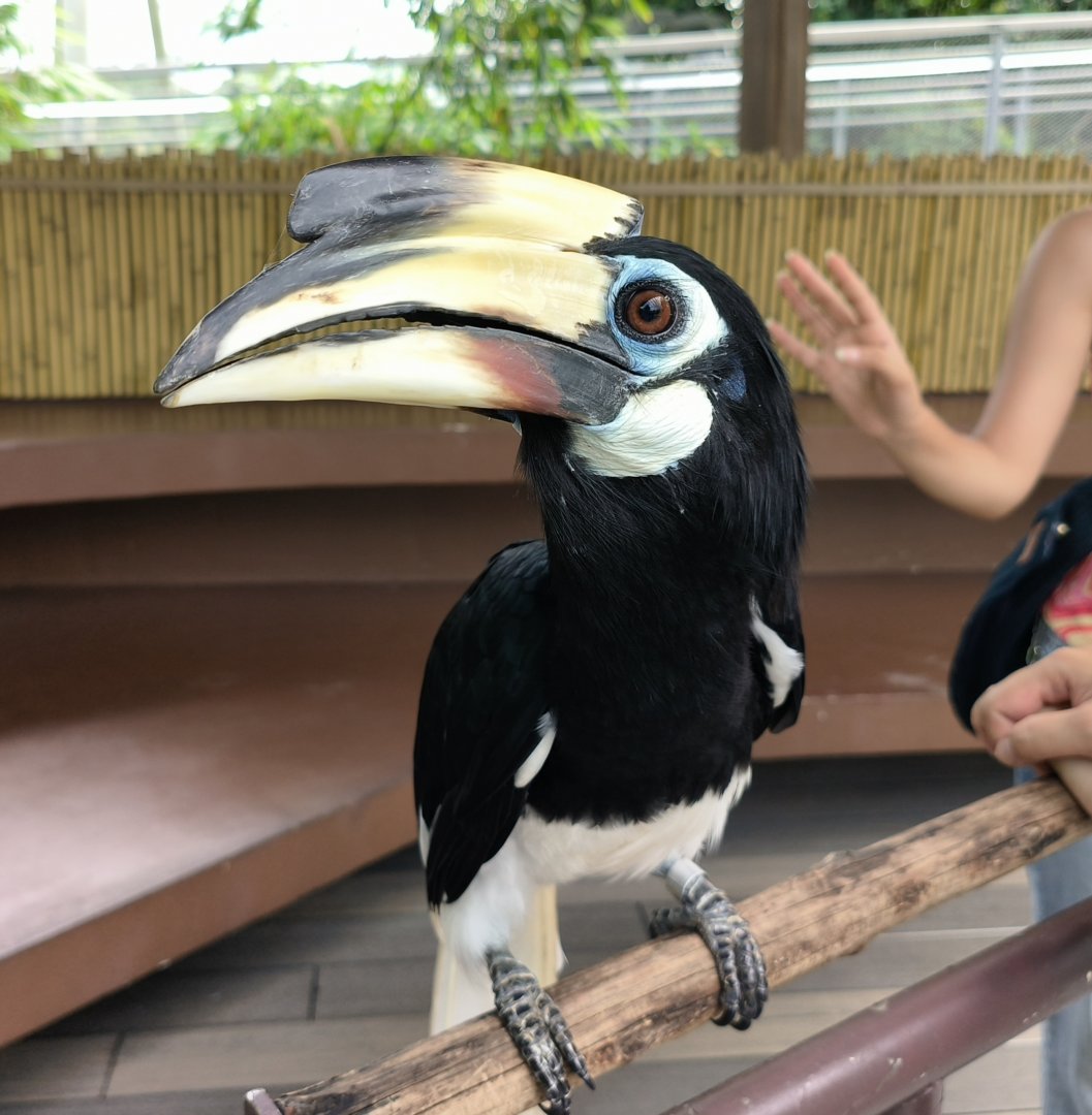 Oriental Pied Hornbill