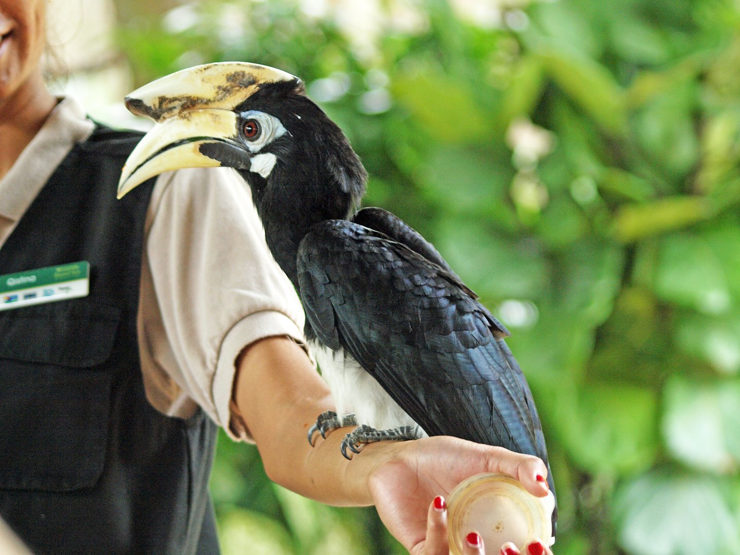 Oriental pied hornbill