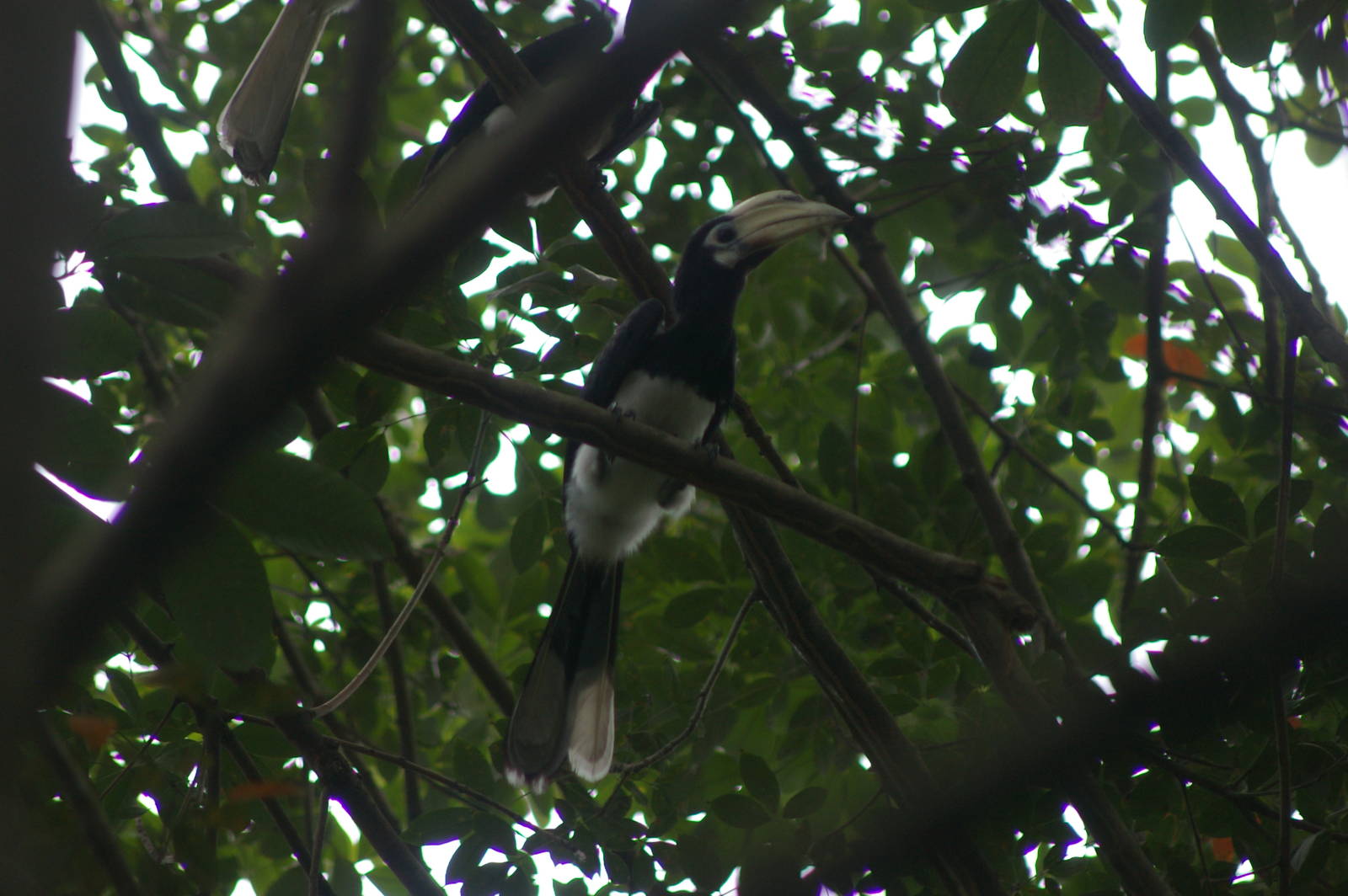 Oriental pied hornbills (Anthracoceros albirostris)