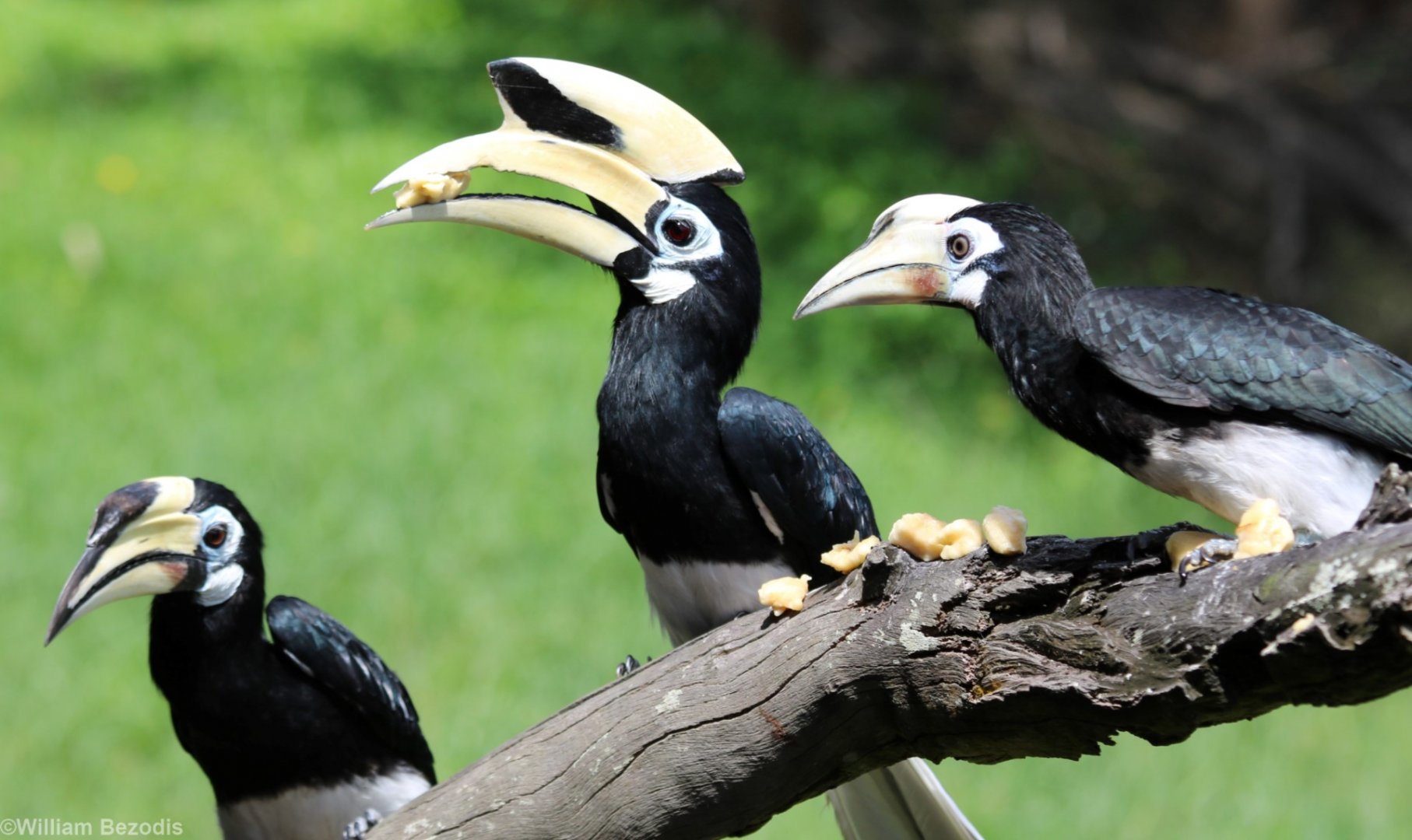 Oriental Pied Hornbills - Labuk Bay