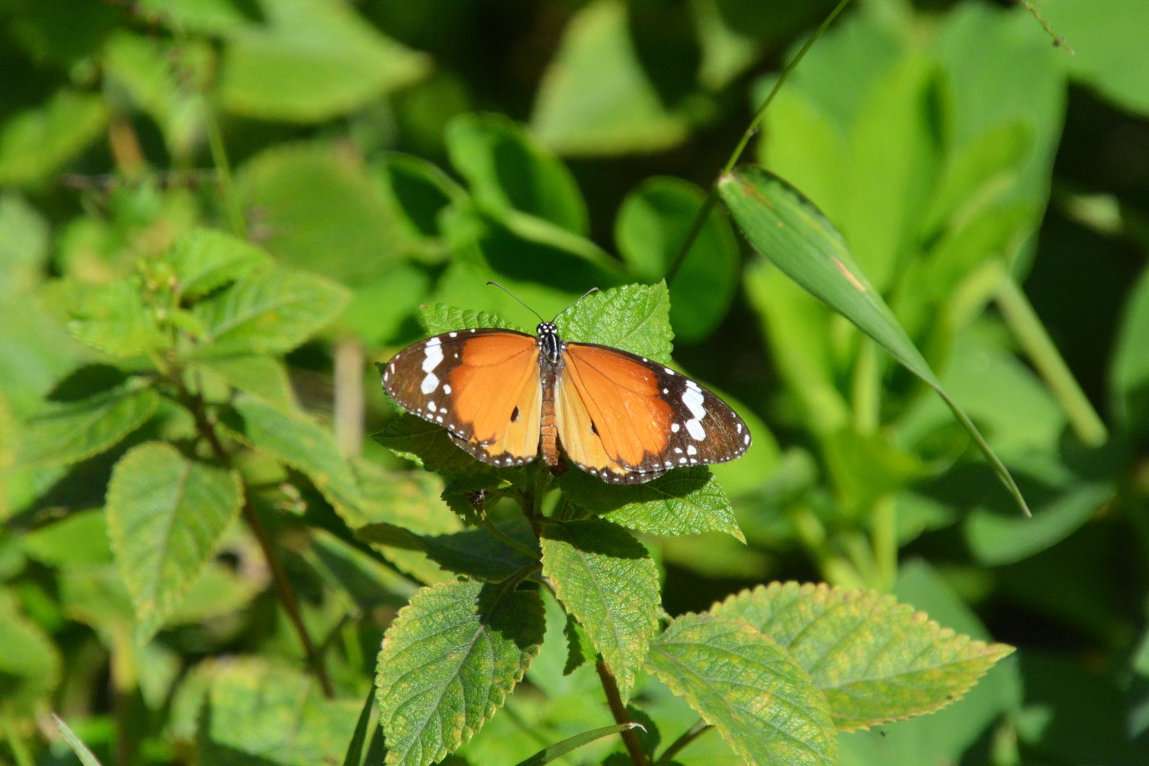 Oriental plain tiger (Danaus chrysippus chrysippus)