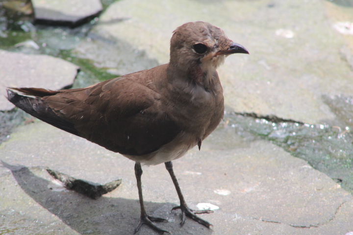 Oriental pranticole (Glareola maldivarum) - Purbasari Pancuran Mas