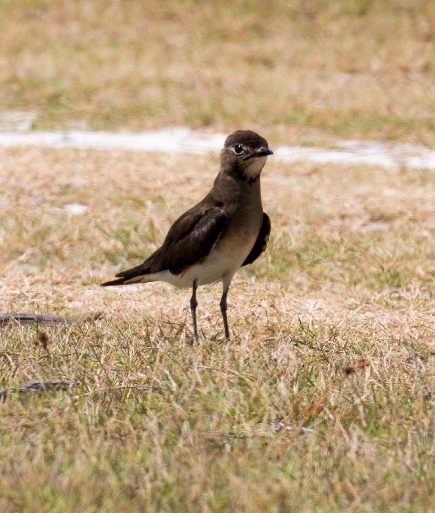Oriental Pratincole
