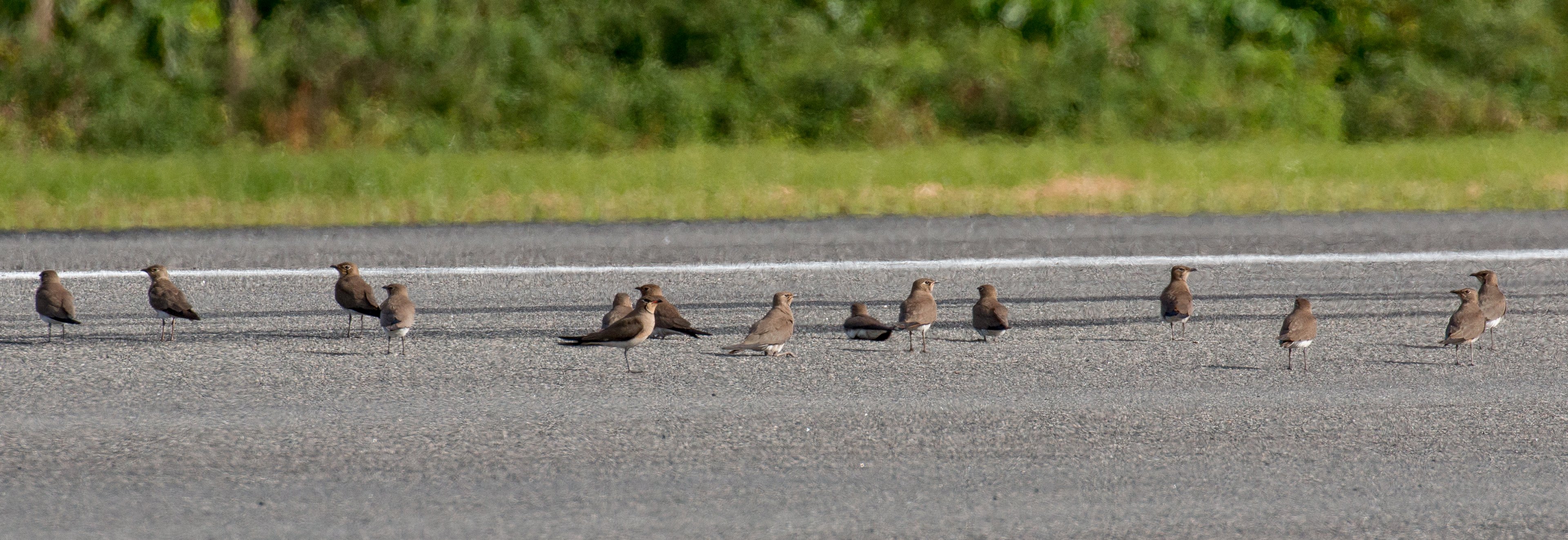 Oriental Pratincoles