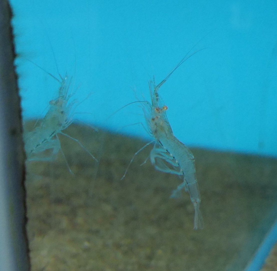 Oriental Prawn (Palaemon orientis)