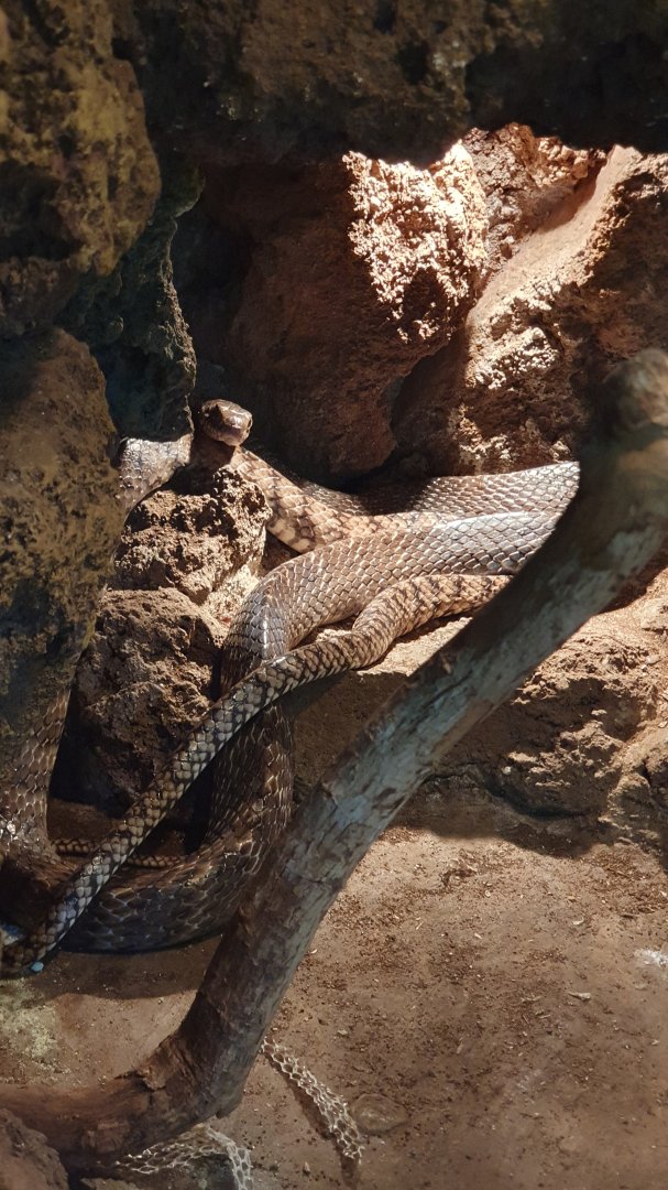 Oriental Rat Snake (Ptyas mucosa)