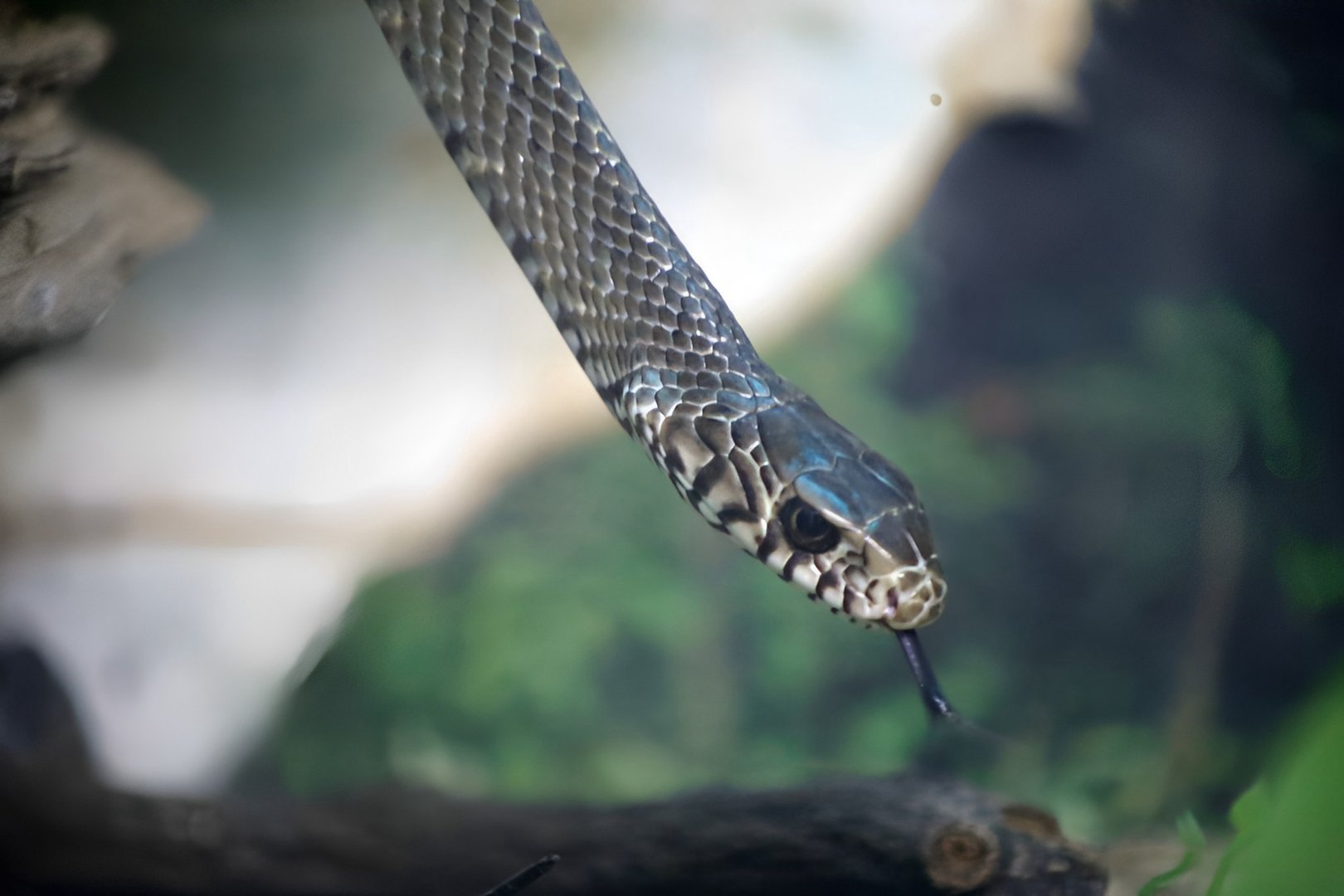 Oriental Ratsnake (Ptyas mucosa)