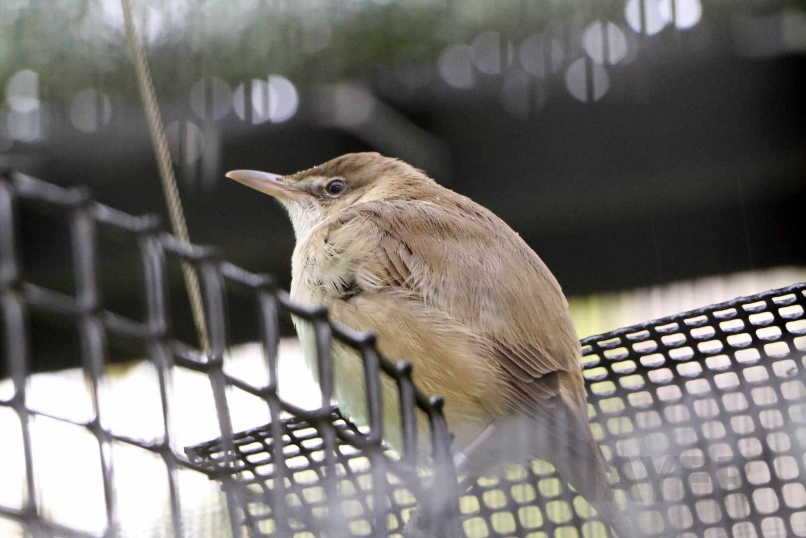 Oriental reed warbler, October 2017