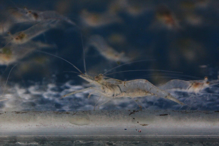 Oriental river prawn (Macrobrachium nipponense)