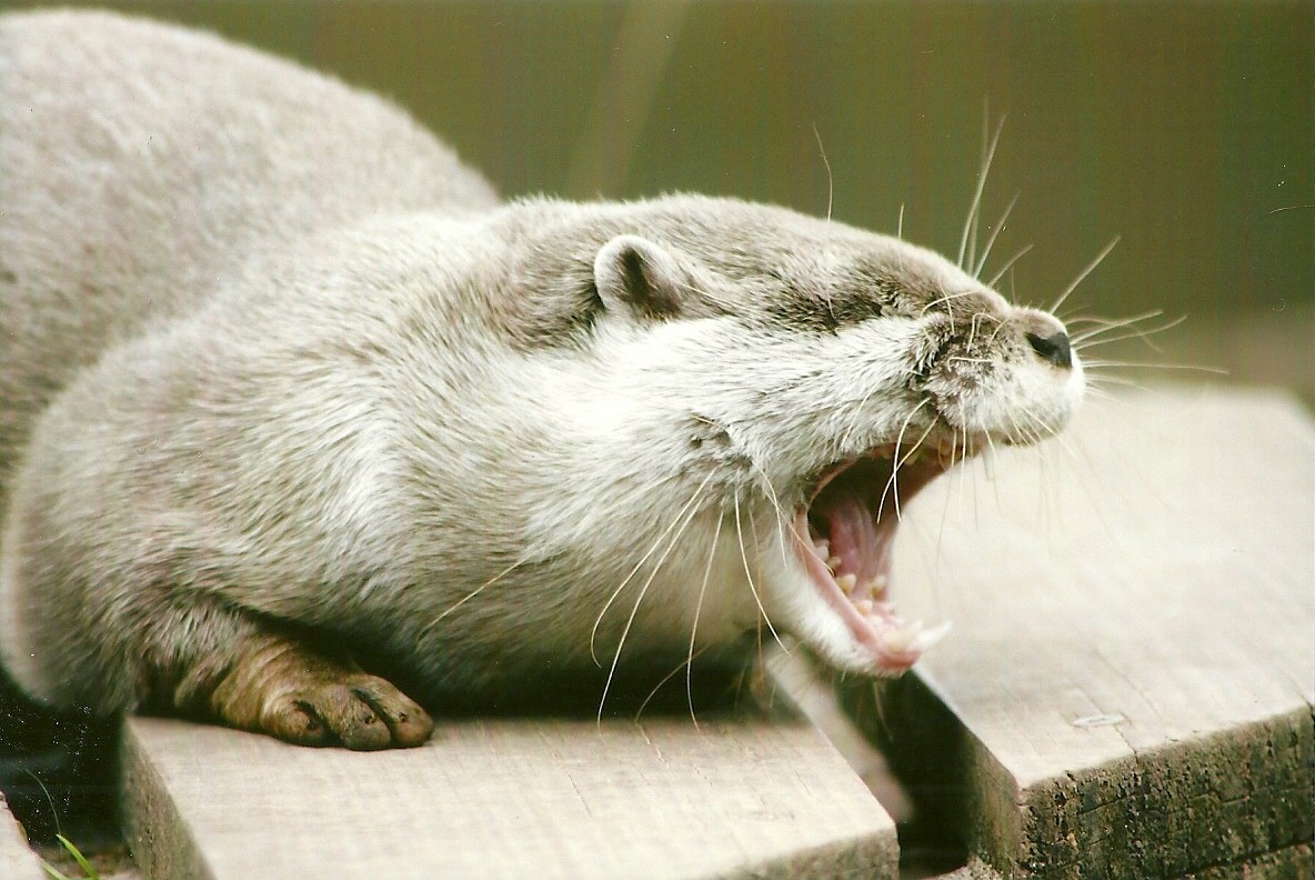 Oriental Short-clawed Otter 13th September 2012