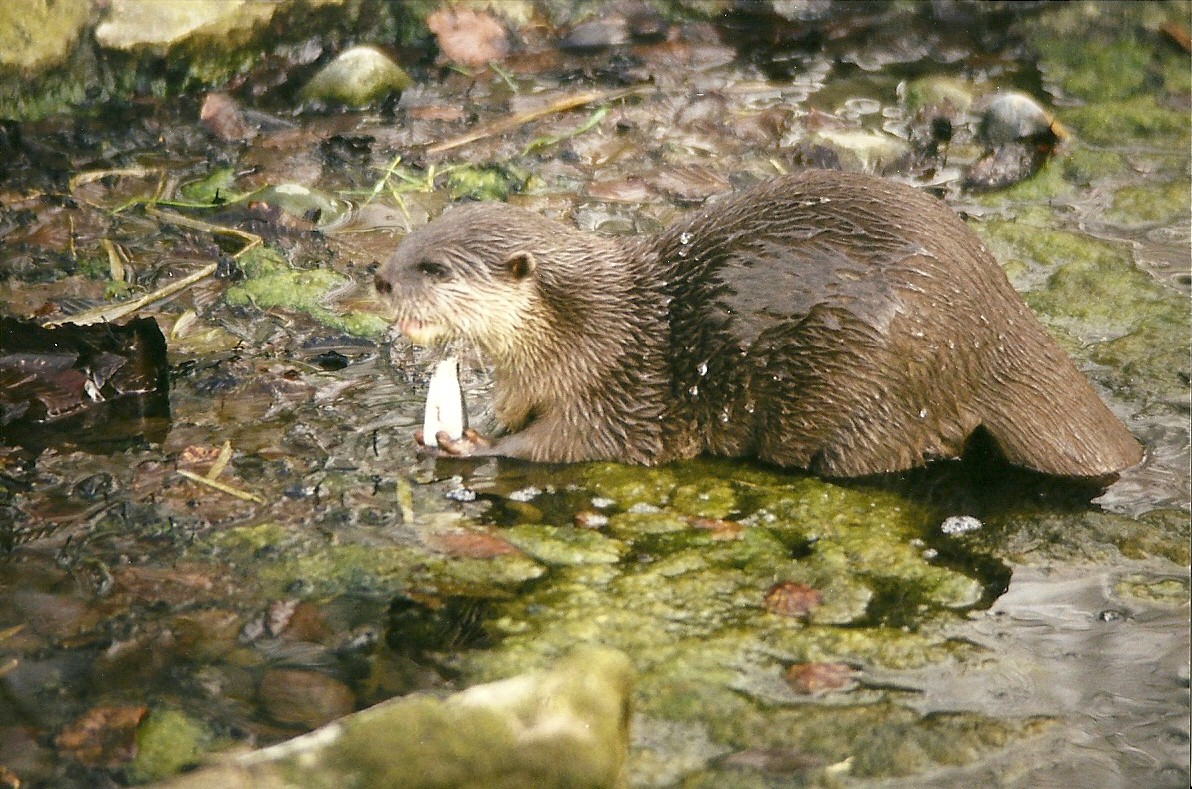 Oriental Short-clawed Otter 27th March 1999