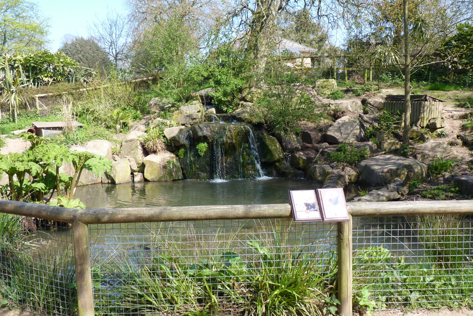 Oriental Short-Clawed Otter, April 2013