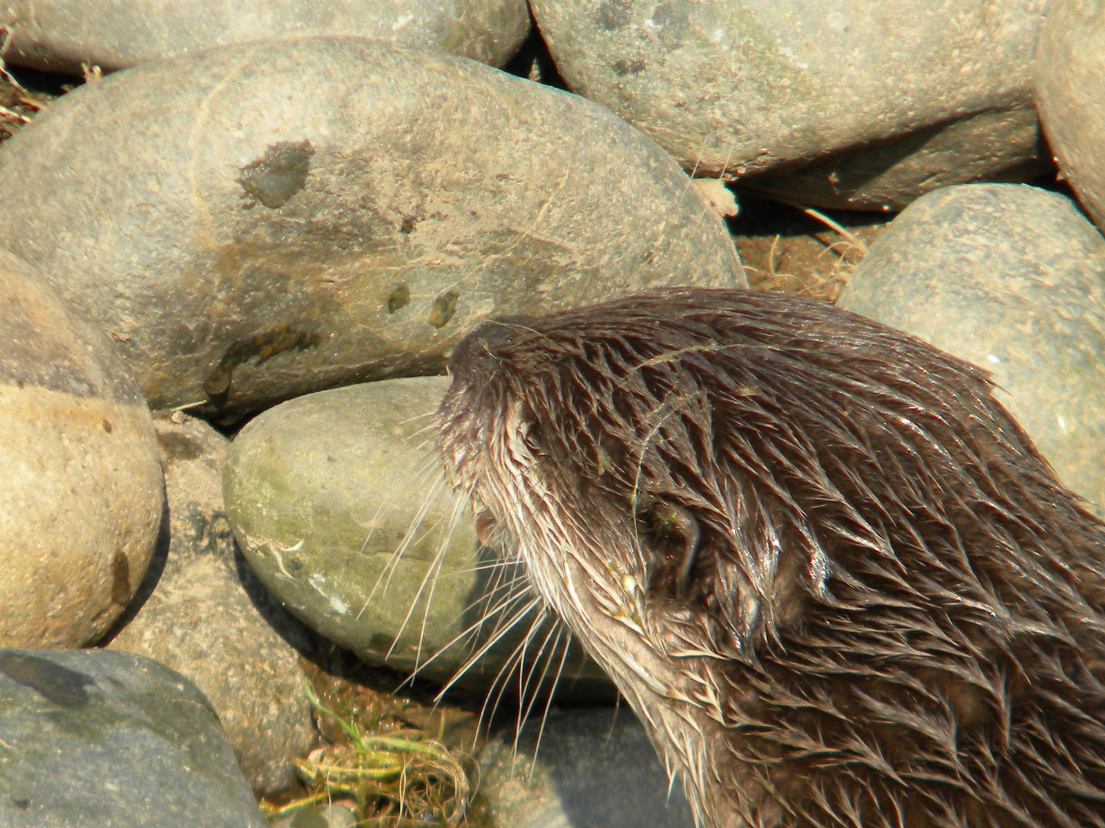 Oriental Short Clawed Otter at Blackpool Zoo 27th March 2011