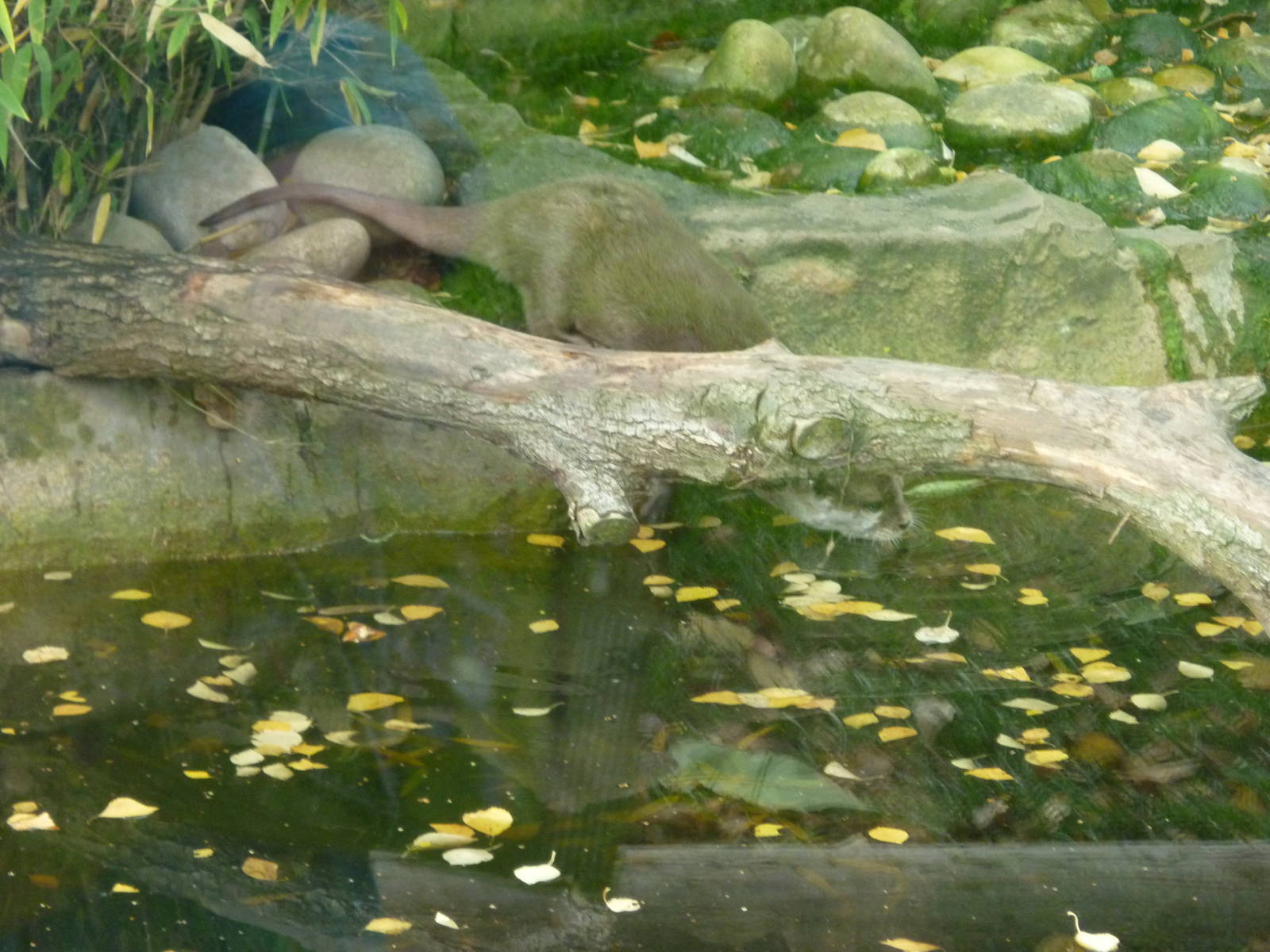 Oriental short-clawed otter