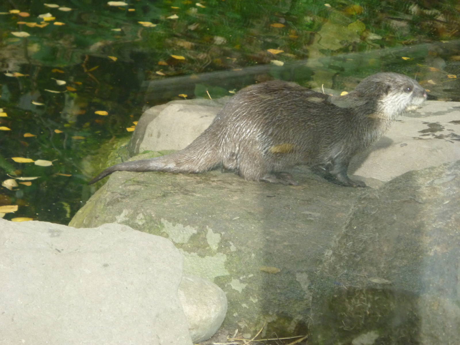 Oriental short-clawed otter