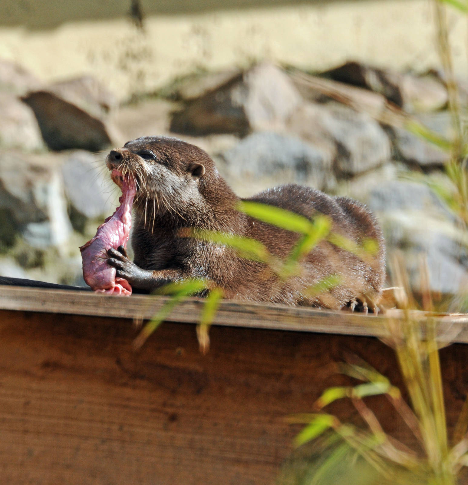 ORIENTAL SHORT CLAWED OTTER