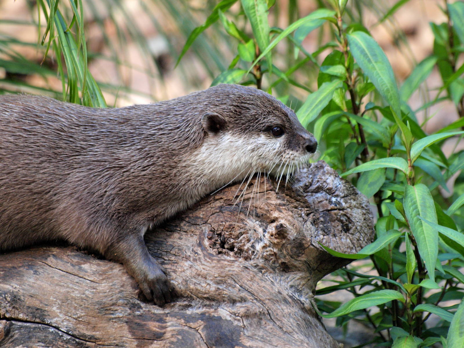 Oriental Short-clawed Otter
