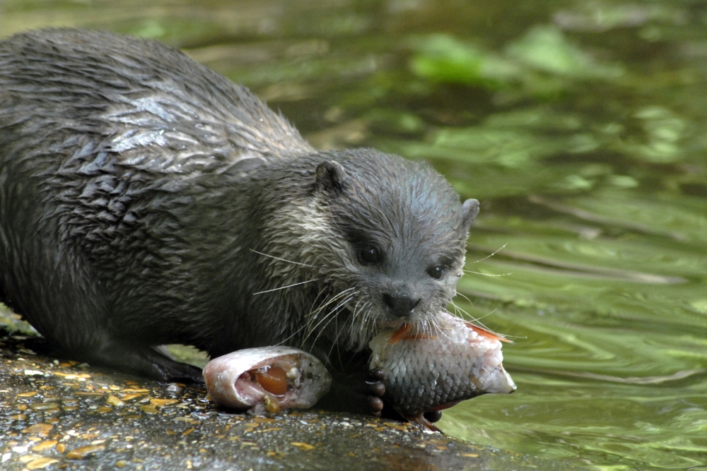 Oriental Short-clawed Otter