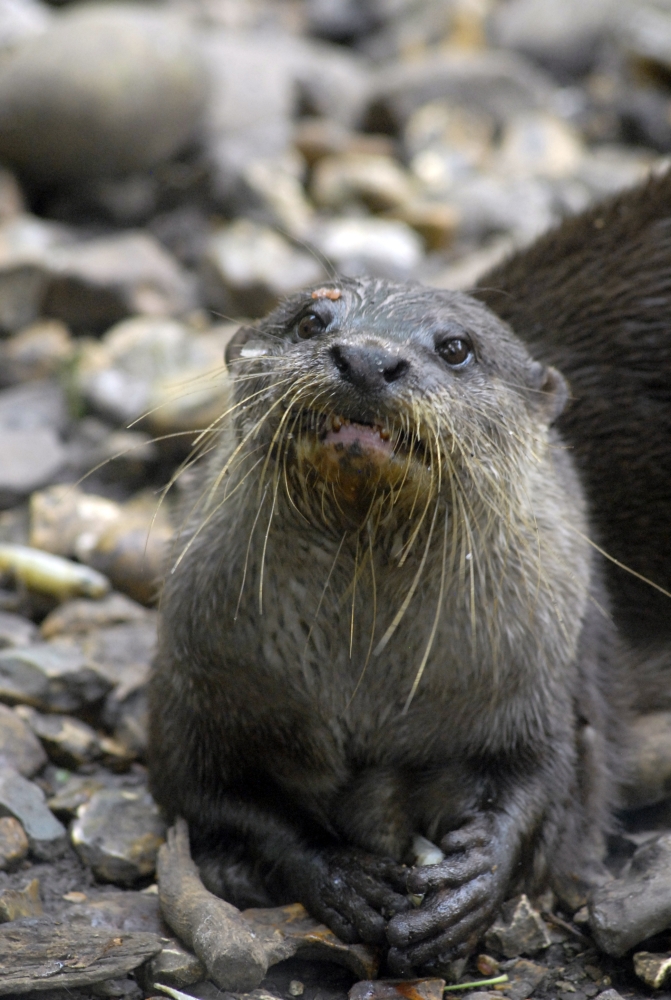 Oriental Short-clawed Otter