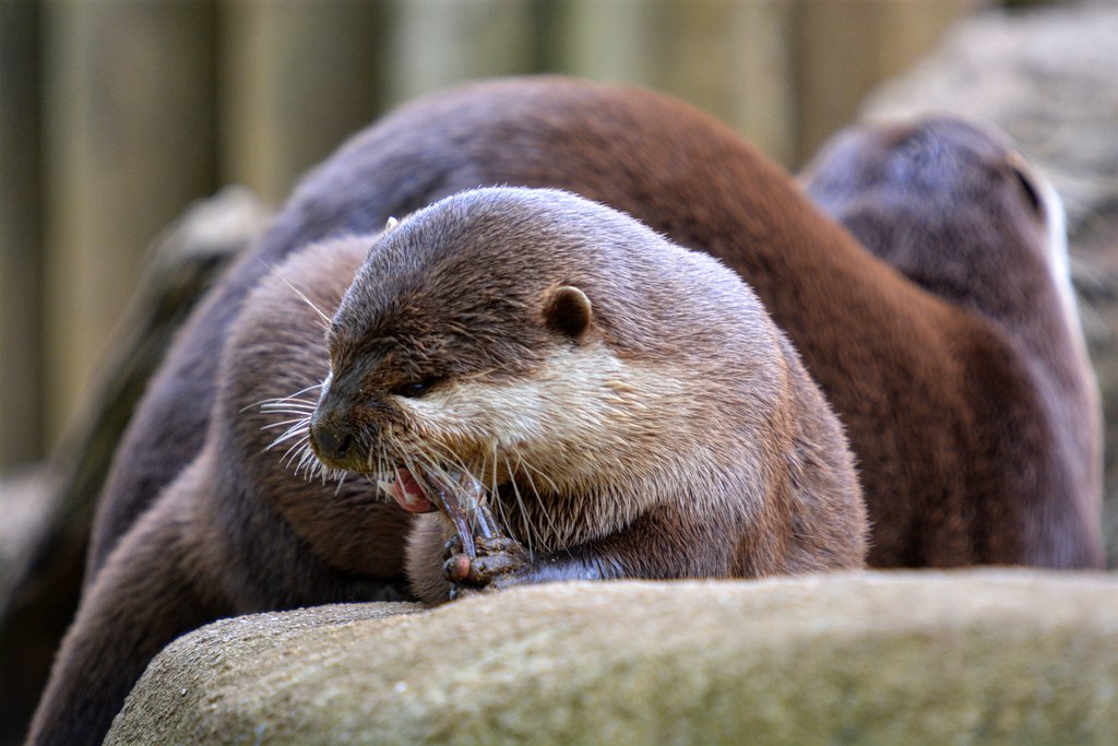 Oriental short clawed otter