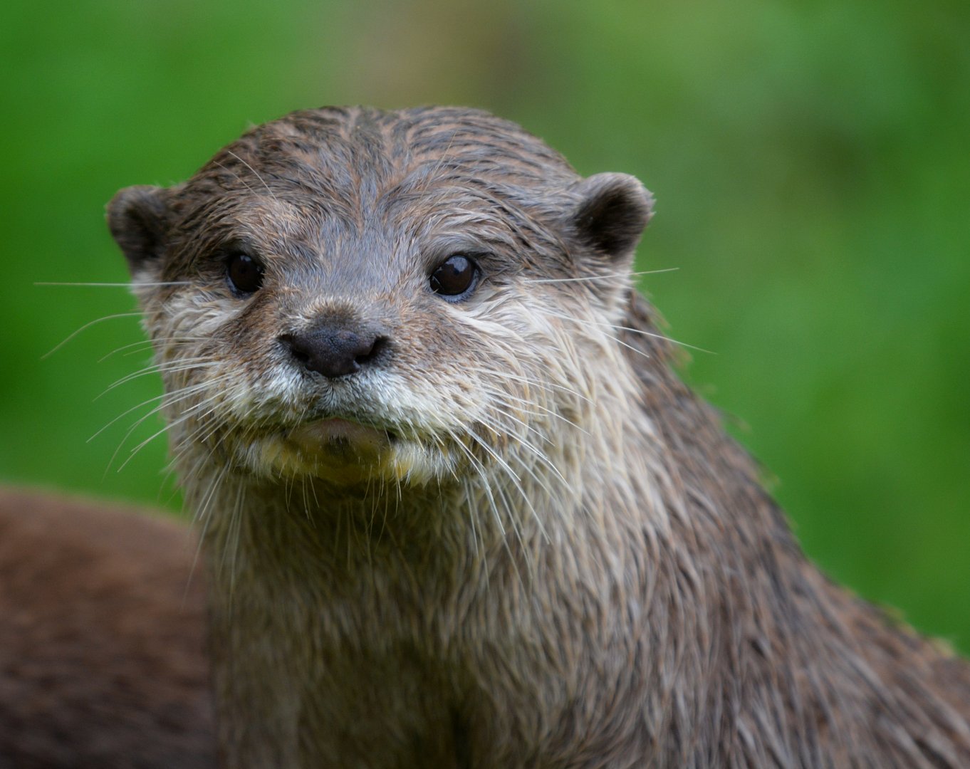 Oriental Short Clawed Otter