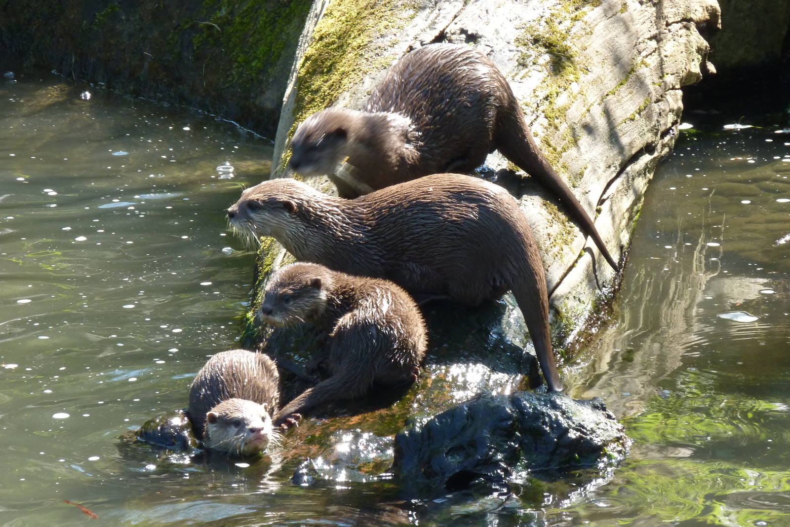 Oriental Short-Clawed Otters, April 2013