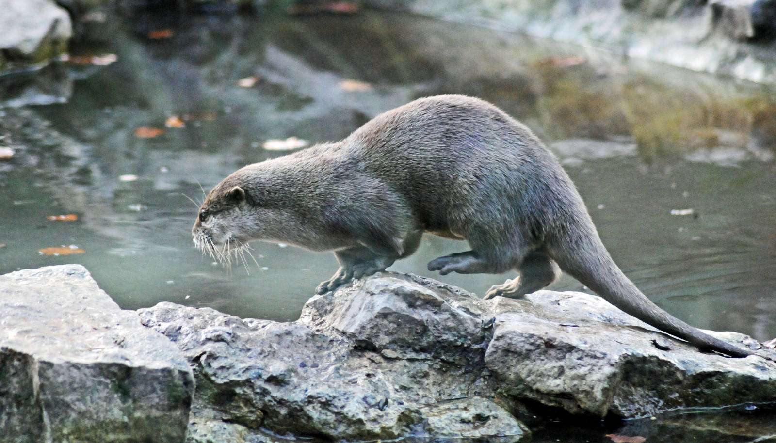 Oriental Short Clawed Otters