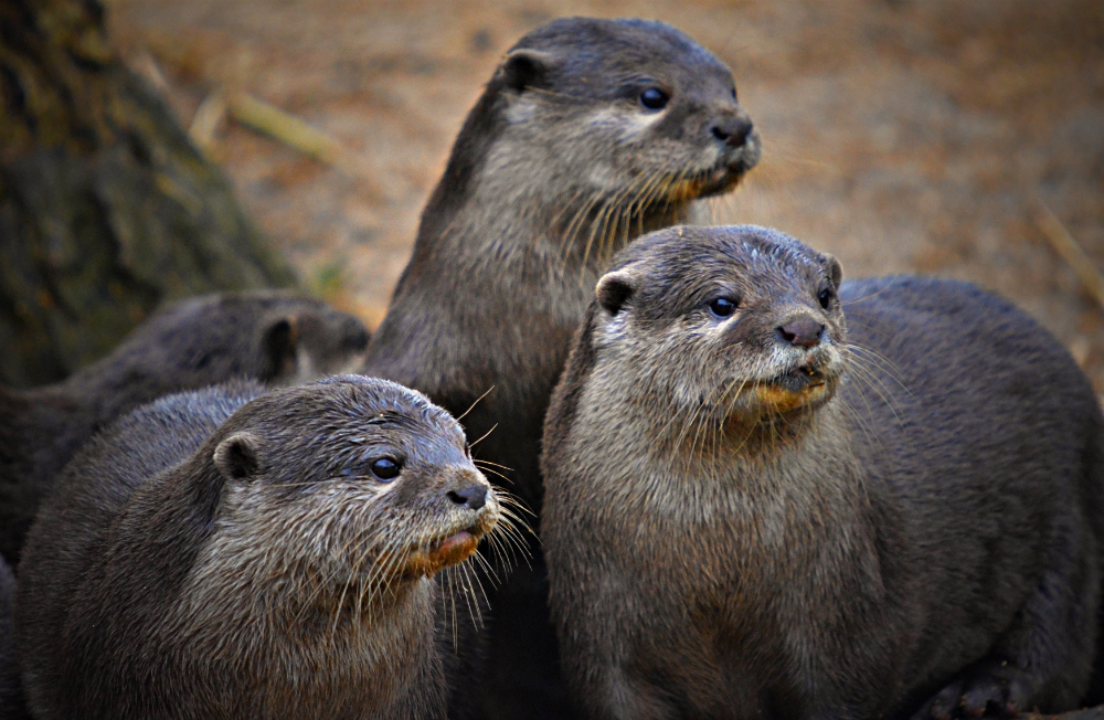 Oriental Short Clawed Otters