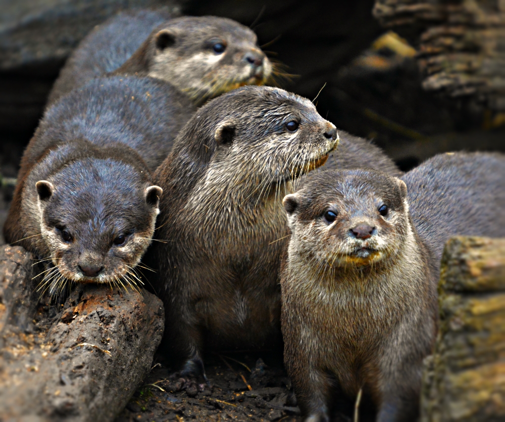 Oriental Short Clawed Otters