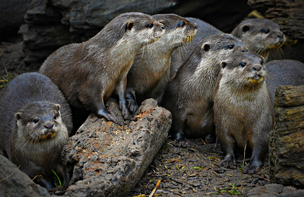 Oriental Short Clawed Otters
