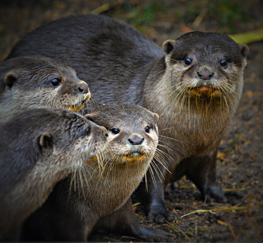 Oriental Short Clawed Otters
