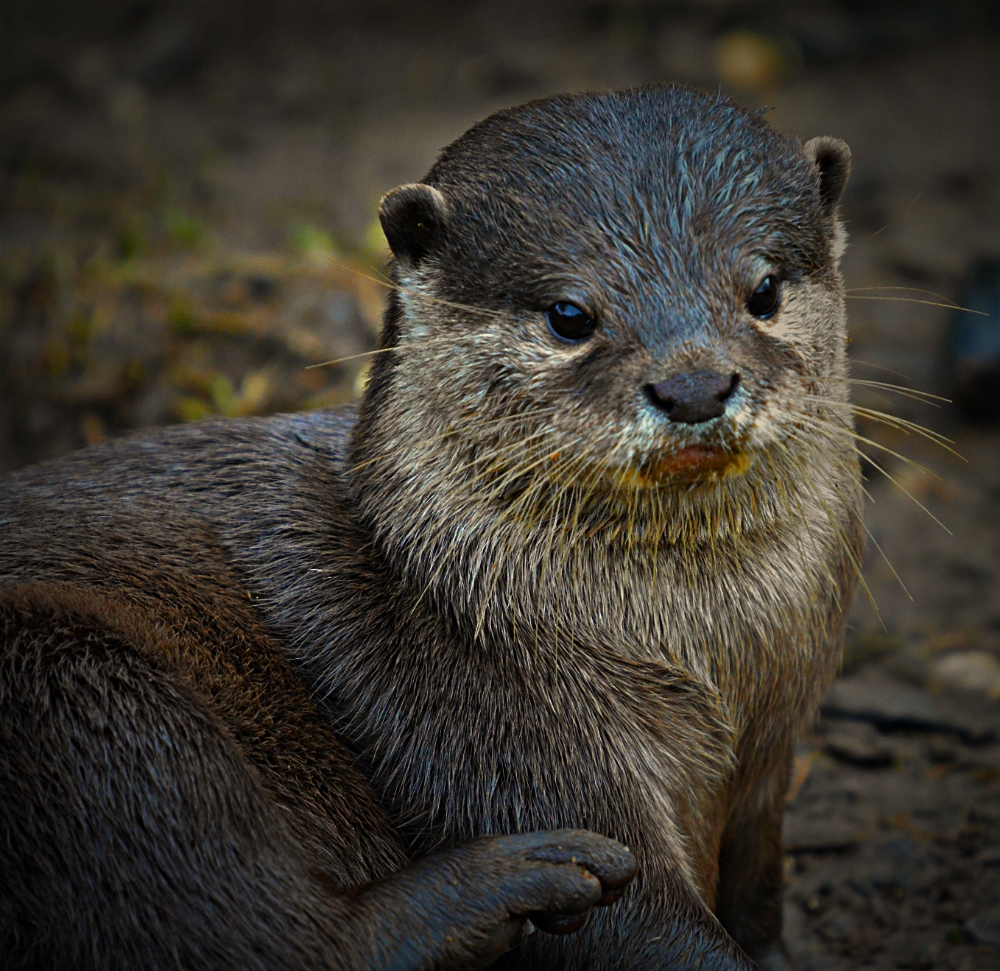 Oriental Short Clawed Otters