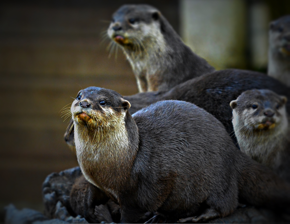 Oriental Short Clawed Otters