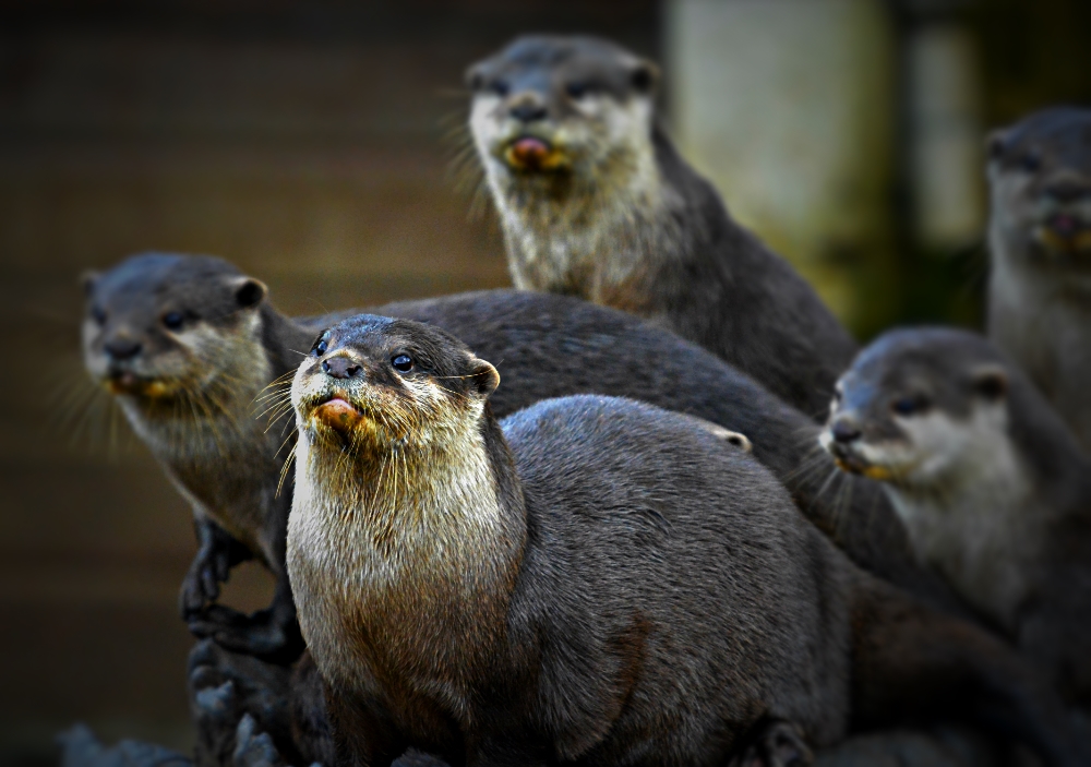 Oriental Short Clawed Otters