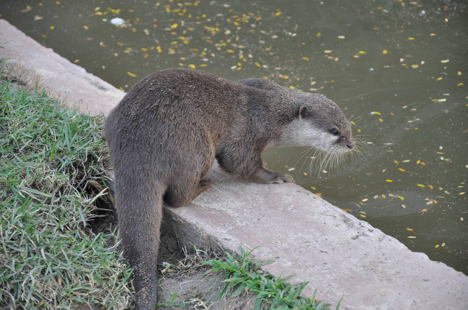 Oriental small-clawed otter/ Amblonyx cinereus