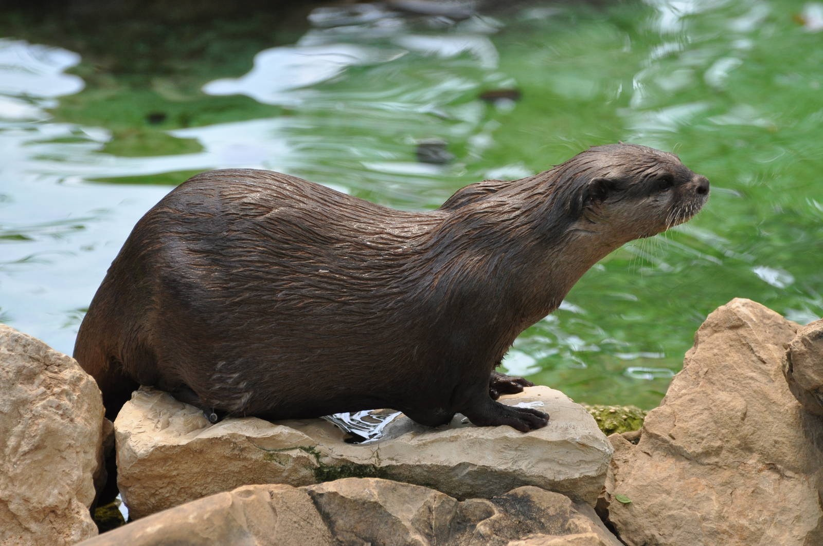 Oriental small-clawed otter/ Amblonyx cinereus