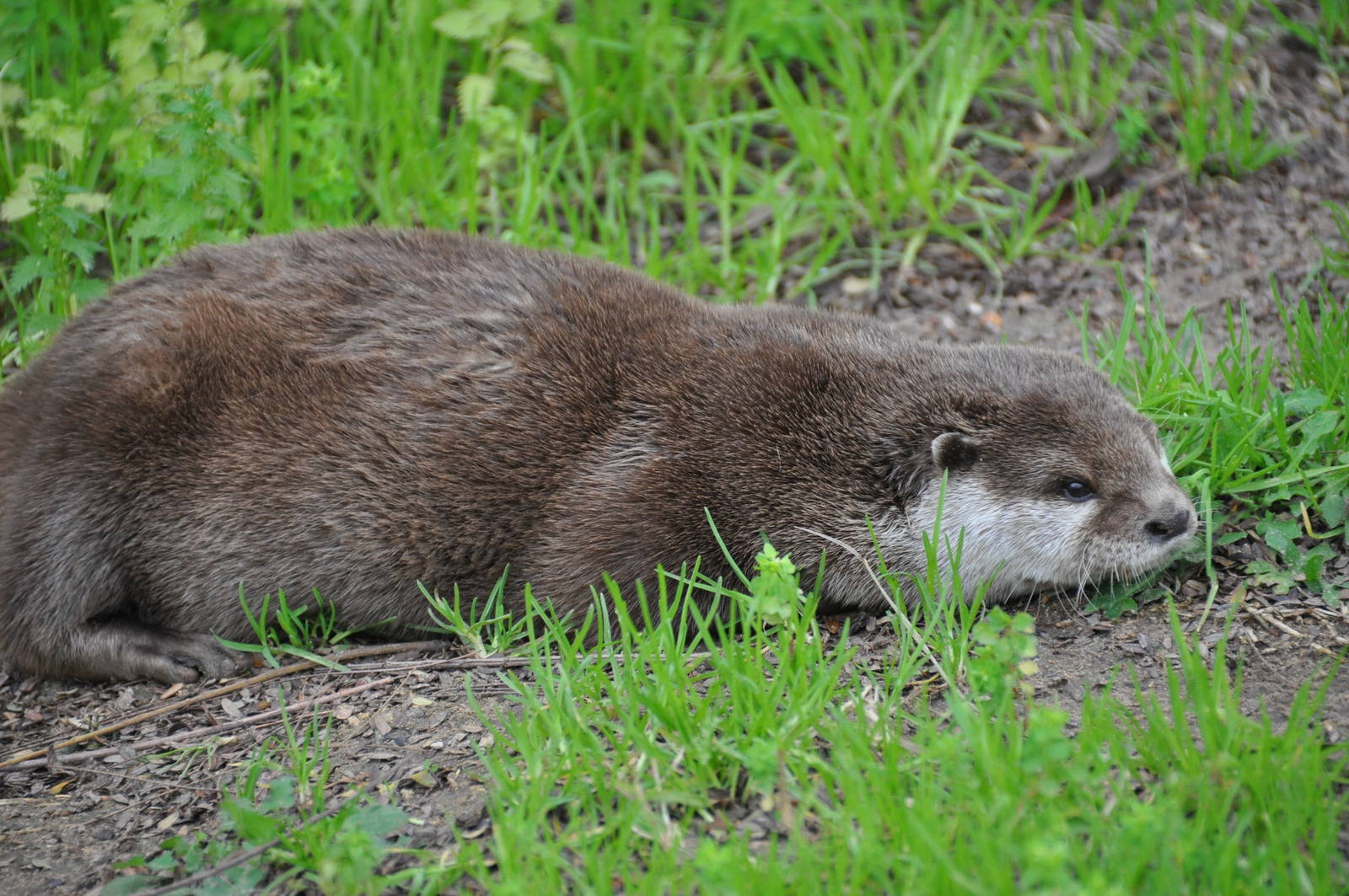 Oriental small-clawed otter/ Amblonyx cinereus