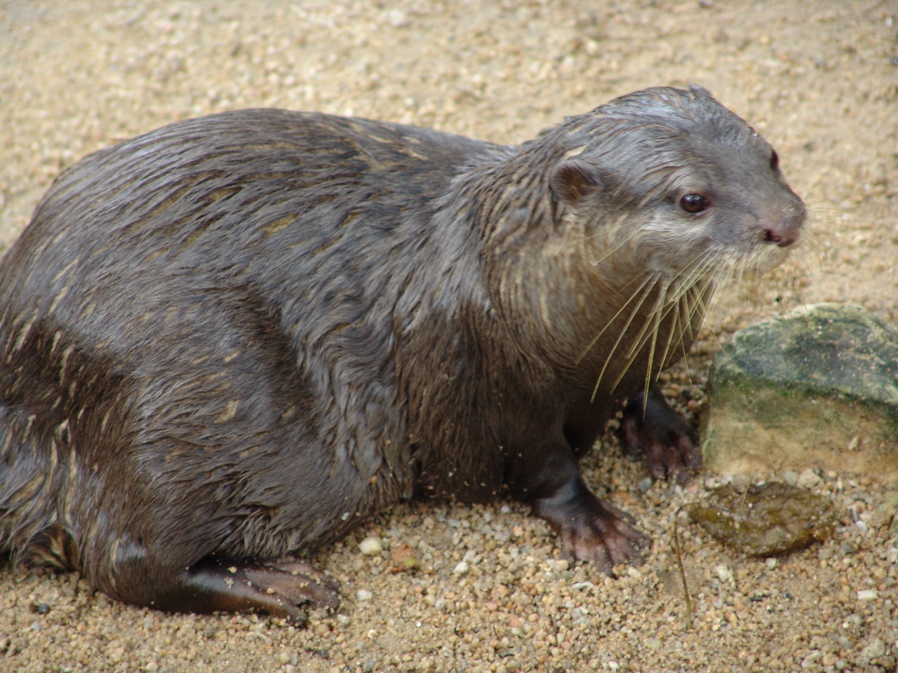 Oriental Small-clawed Otter (Aonyx cinerea)