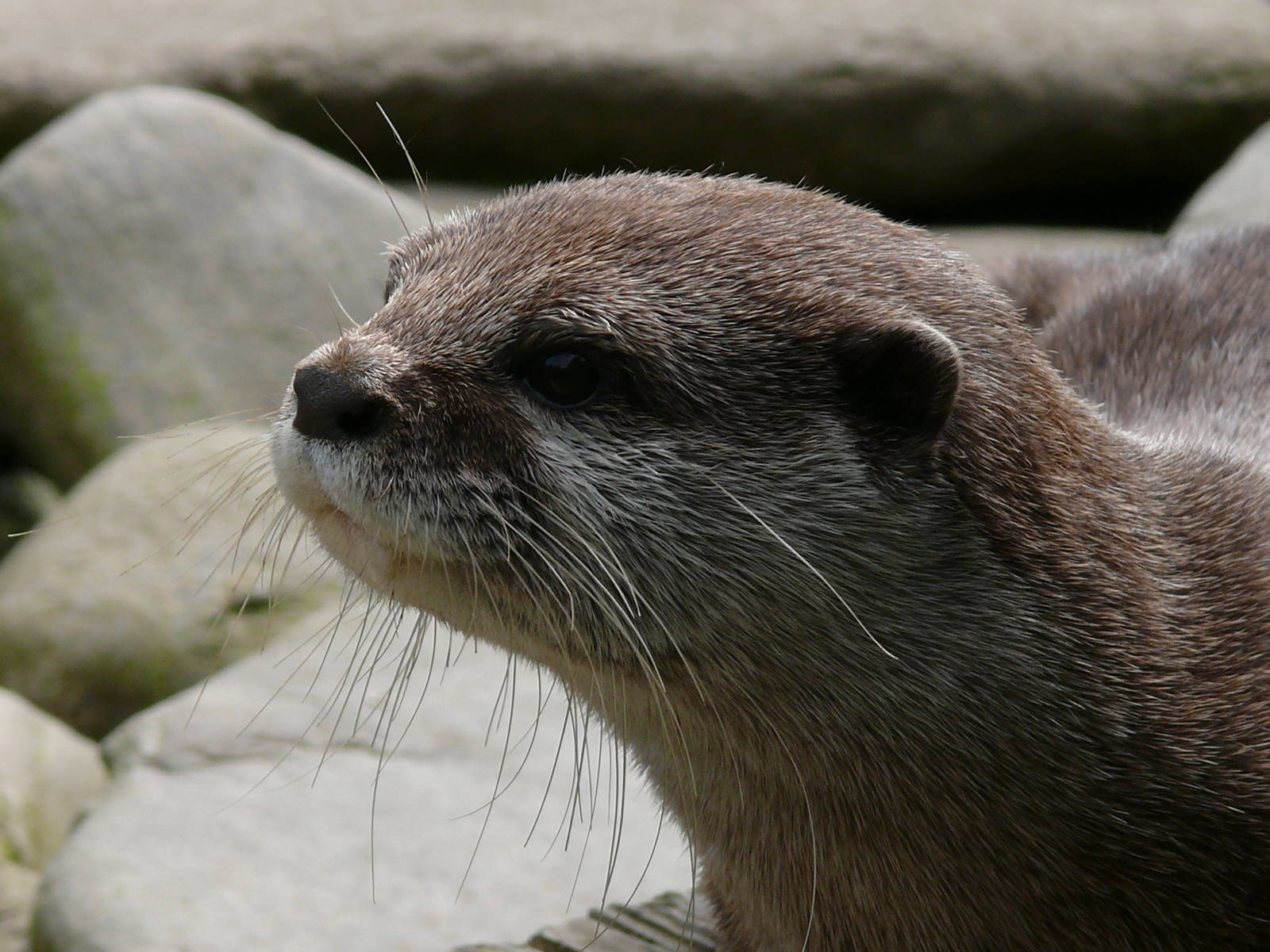 Oriental small-clawed otter (Aonyx cinerea)